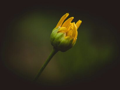 A flower bud ready to burst open