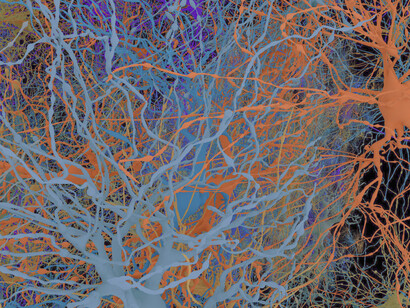 Mapa neuronal desarrollado por The Human Brain Project