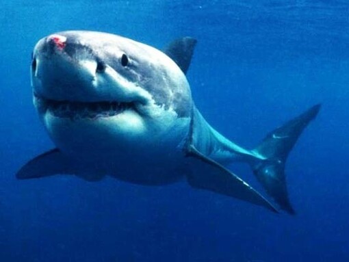 La caccia e problemi ambientali stanno continuando a ridurre la popolazione di molte specie di squali