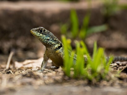 Um lagarto de padrão marcado repousa sobre o solo terroso, cercado por folhas verdes. A imagem evoca a diversidade de formas que a evolução produziu sem que isso implique uma escala de organismos superiores ou inferiores