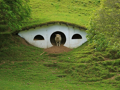 Una oveja neozelandesa en Hobbiton