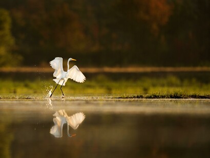 Garça dançando com seu reflexo