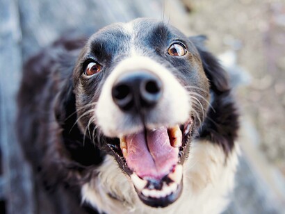 Durante uma fuga assustadora, Amora defende Choco de um cão agressivo, provando sua bravura