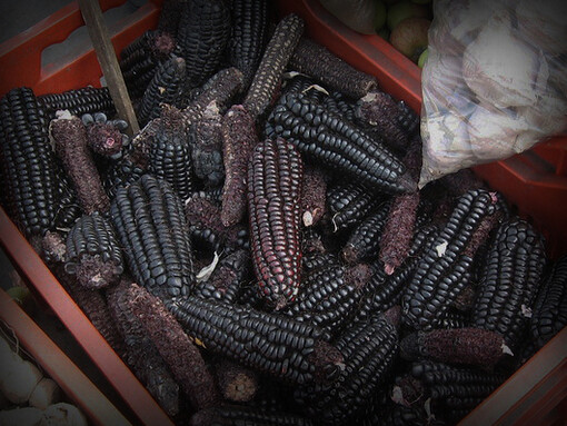 El grano de maíz morado presenta diversos beneficios en la salud, entre ellos: contribuye a prevenir la formación de cáncer de colon y de otros órganos del cuerpo humano