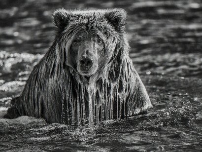 Whiteout: Visions from an Eternal Winter. Courtesy of Paul Nicklen Gallery