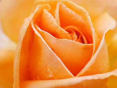 Flor visionaria como los sueños. Rosa Yume, Japón