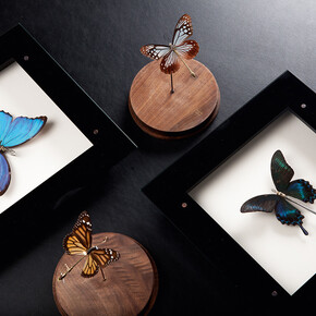 Paul Swan Topen, Clockwork Butterflies