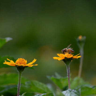 Las abejas sin aguijón son consideradas auténticas guardianas del bosque, ya que su supervivencia depende de la salud y diversidad de la selva