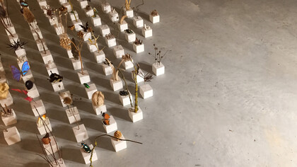 Alice Padovani, Solid, installazione, gesso e inclusioni organiche, dimensioni ambientali, 2019