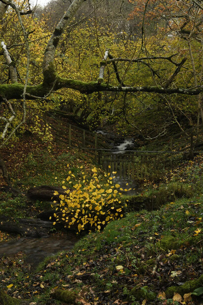 Andy Goldsworthy, Elm leaves. Grass stalks. Fallen elm. Calm. For Olle Lundberg. Dumfriesshire, Scotland. 4 November 2025 (detail), 2025. Courtesy of Haines Gallery