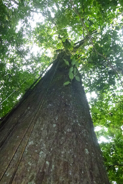 Espavel (Anacardium excelsum), gigantesco árbol típico de las riberas de los ríos