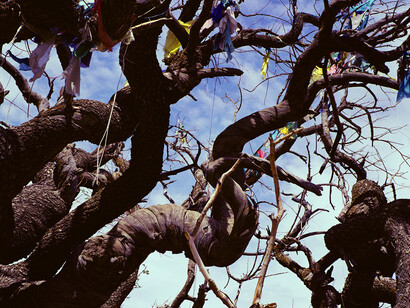 Marissa Roth, 1,000 year-old Cypress tree with prayer flags, considered a holy site near Shalu Monastery. May 2007. © Marissa Roth.