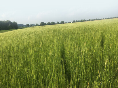 Coltivazioni a cereali biologici per trasformare in pasta integrale e farina integrale Palazzo Rosso Farm a Longare