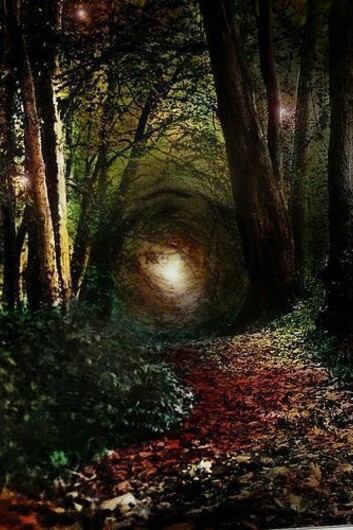 Tunnel nel bosco