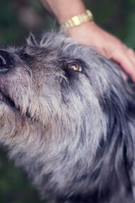 Adoptar un perro adulto rescatado de la calle es una experiencia intensa y transformadora, tan llena de amor como de desafíos