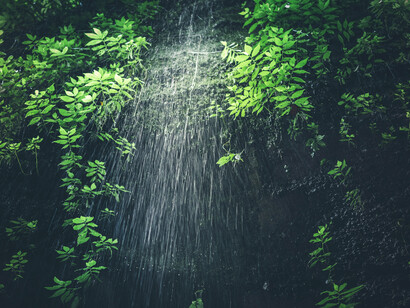 La foresta pluviale indonesiana è un ecosistema ricco e complesso, ospitante una vasta gamma di specie animali e vegetali uniche.