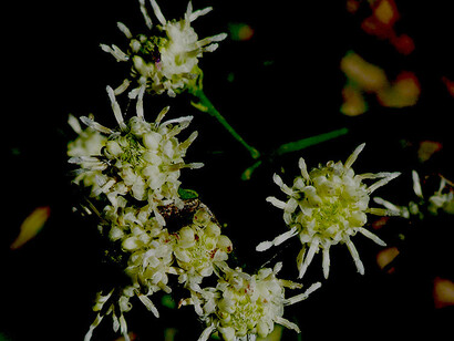 Baccharis salicifolia