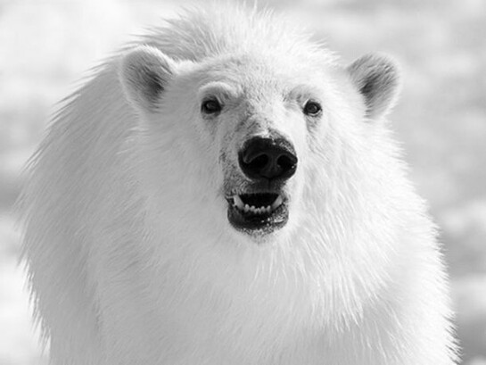 David Yarrow, Head On, 2012, Giclée fine art print on Hahnemuhle paper and finished with a deckled edge, 20 x 24 in / 50 x 62 cm, Edition of 9, courtesy of Eleven, London