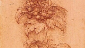 Leonardo Da Vinci - Anemone dei boschi (Anemone nemerosa, destra) e Calta palustre (Caltha palustris, sinistra), c. 1506-08, Collezione Windsor, Landscapes, Plants and Water Studies, folio 23 r., particolare.