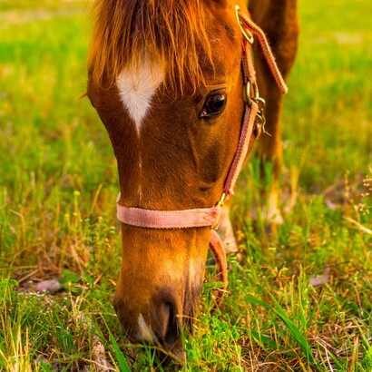 Noble animal
