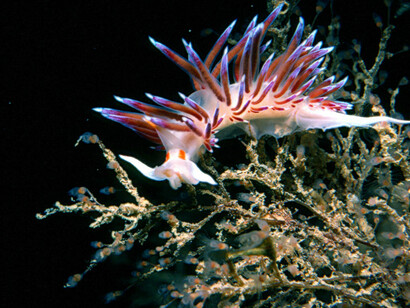 Cratena peregrina