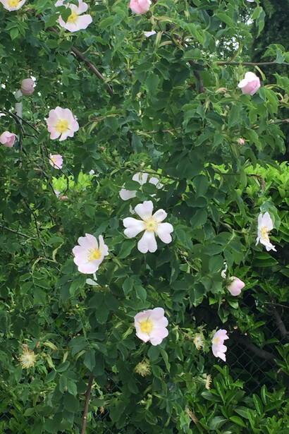 Rosa sarmentosa
