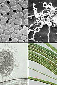 Bactéries. Au début de sa carrière, le biochimiste et microbiologiste Jacques Monod s'occupe de biométrie, la matière scientifique consistant à étudier la croissance des colonies bactériennes dans des conditions différentes