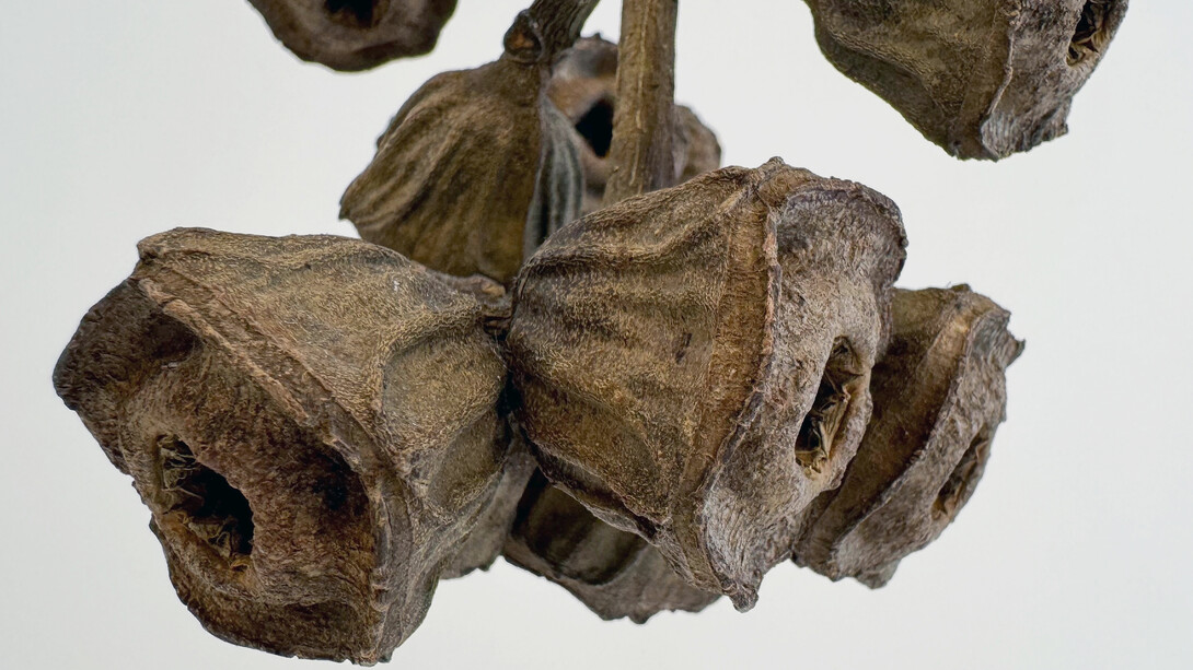 Karolina Maszkiewicz, The weight of light (detail), 2026. Courtesy of Jane Lombard Gallery