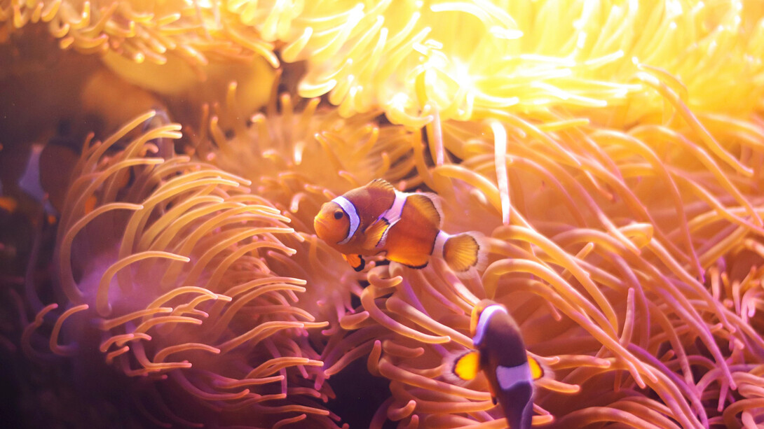 Clownfish reside in warm marine water such as the Pacific oceans