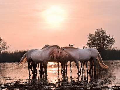 Wild in France. Courtesy of Flower + Hewes