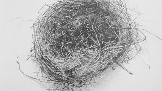 Amy Talluto, Bird's Nest, 2013, graphite on paper, 11 x 11 inches