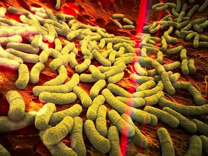 Microbiota, flora batterica intestinale