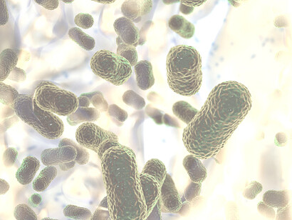 Un team dell'Università Rockefeller di New York ha scoperto un nuovo potenziale antibiotico naturale 