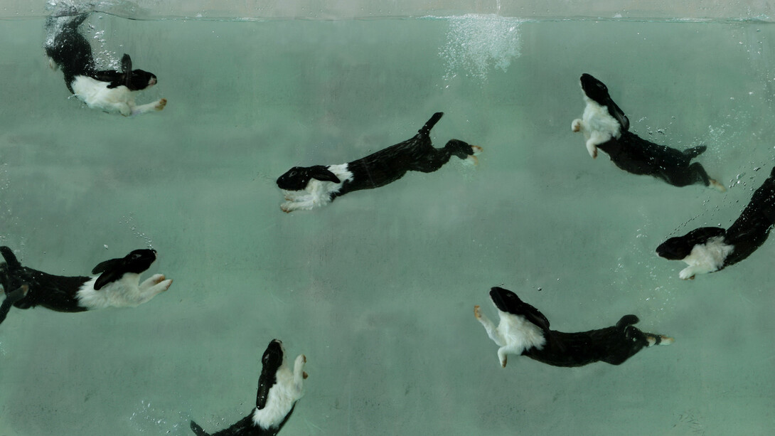 Zhou Hongbing, Aquarium, Courtesy Magda Danysz gallery