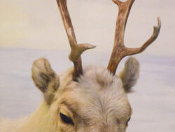 Polar World. Courtesy of Carnegie Museum of Natural History