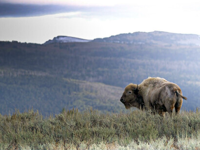 Home on the Range with Nima, the White Buffalo