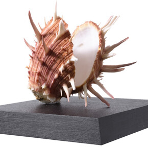 Invertebrates. Courtesy of Tadas Ivanauskas Zoological Museum