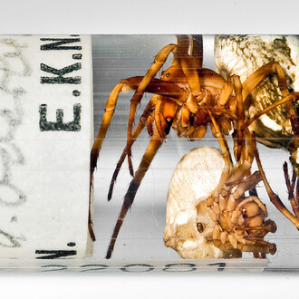 Spiders and Myriapods. Courtesy of Museum für Naturkunde