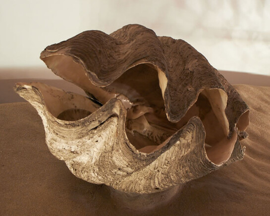 The giant clam. Courtesy of Grigore Antipa National Museum of Natural History
