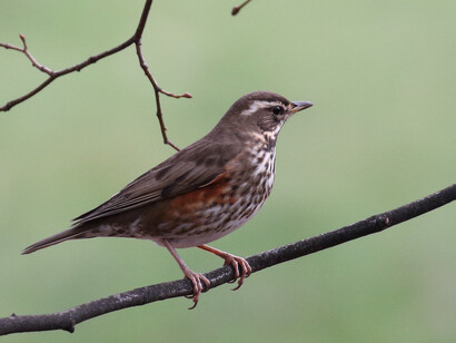 Redwing © Gehan de Silva Wijeyeratne