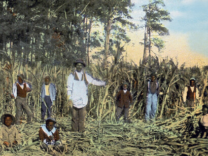 Plantación de caña de azúcar, 1908, Cuba