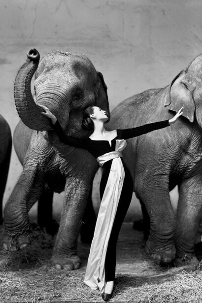 Dovima e gli elefanti, abito Yves Saint Laurent per Christian Dior, foto Richard Avedon