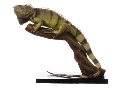 Reptiles. Courtesy of Tadas Ivanauskas Zoological Museum