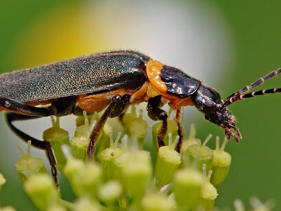 «Soldier beetle» de la especie «Chauliognathus lugubris»