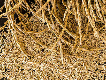 El cultivo de Kernza es hoy irrelevante: 250 acres en Estados Unidos frente a los 47 millohnes de acres de trigo sembrados solo en ese país