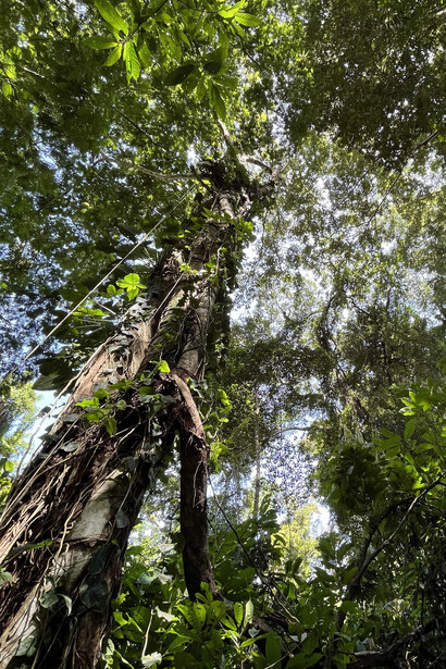 Bosque típico del Caribe, que Kurtze recorrió varias veces. Foto: Luko Hilje