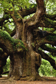 Vista de un roble centenario