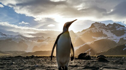 Pinguino reale (Aptenodytes patagonicus) in spiaggia 