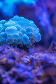 Corail à bulles bleu. Qu’est-ce que le vivant ? La question n’en finit pas d’être posée et reposée, tant par les philosophes, les biologistes que le commun des mortels