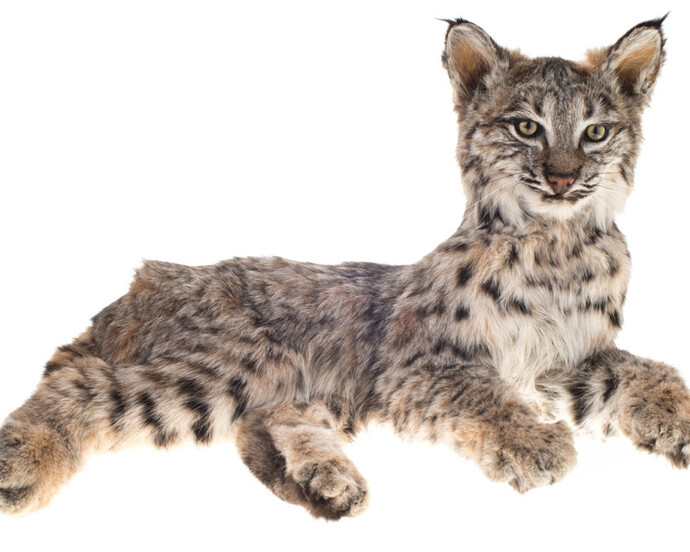 Mammalogy. Courtesy of Royal BC Museum
